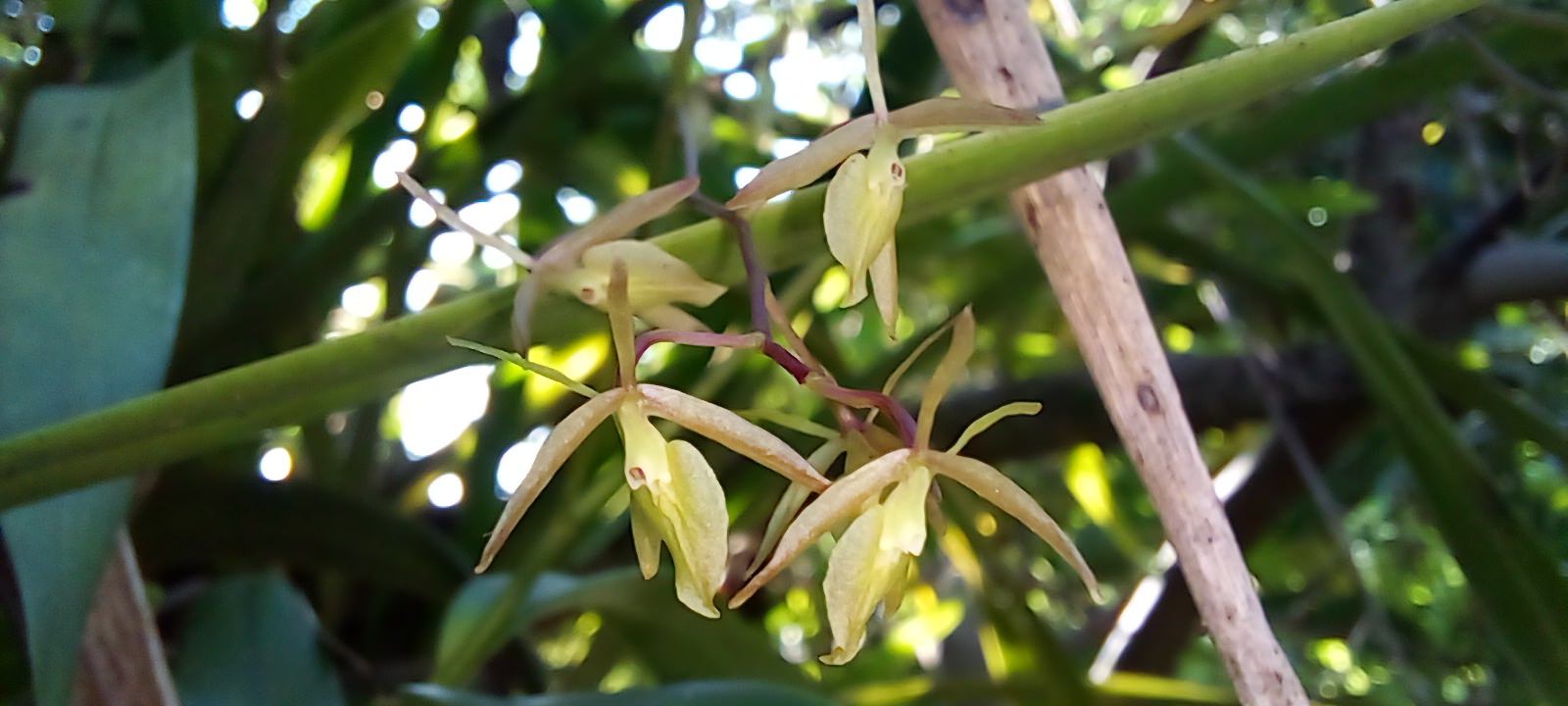 Epidendrum diffusum